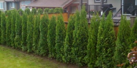 Učinite sami živica na selu: koje biljke